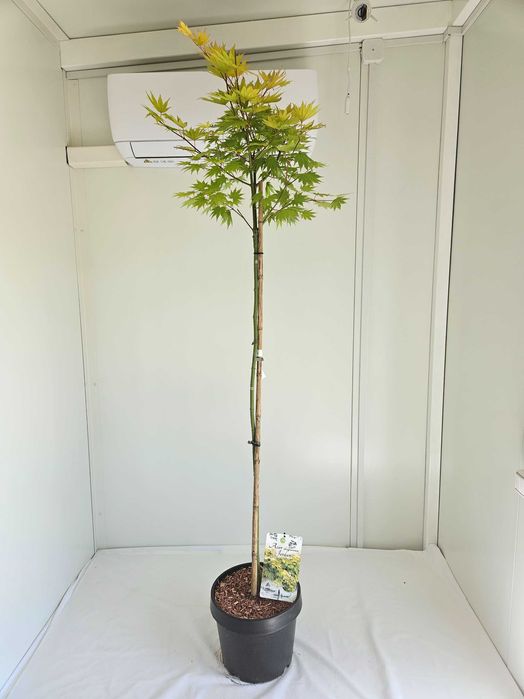 Klon palmowy Jordan szczepiony na pniu – Acer palmatum 'Jordan'