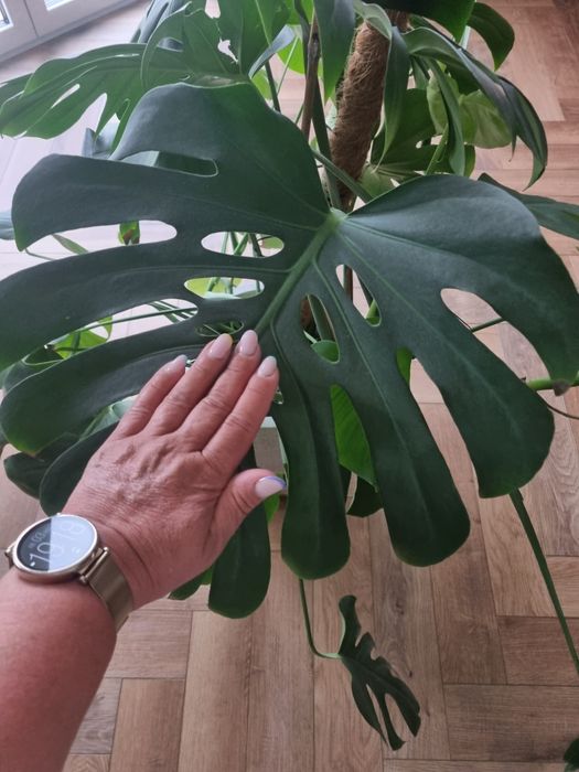 Monstera kwiat doniczkowy