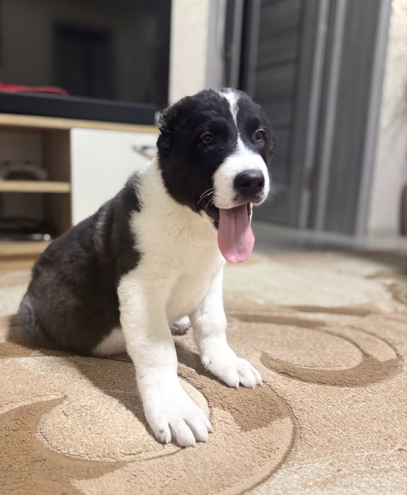 Цуценя алабай хлопчик