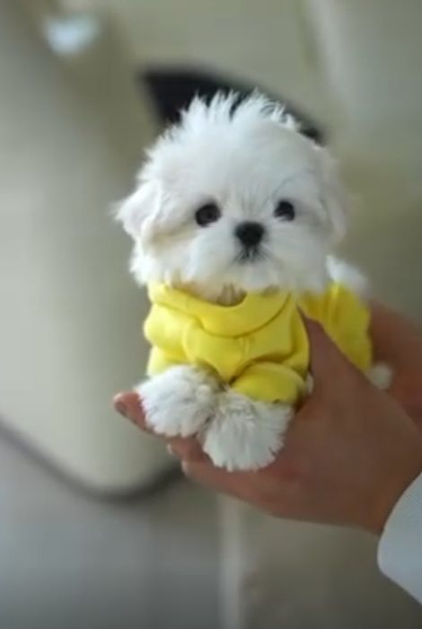 Міні хлопчик мальтезе