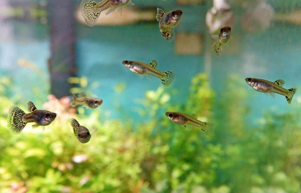 Gupiki Metal Rainbow 2 samce do akwa dekoracyjnego lub nano akwarium