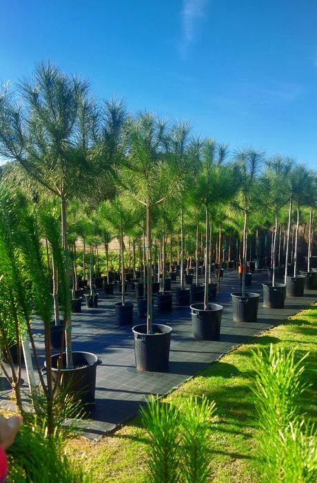 Lote 10 Pinheiros mansos 2.10/2.30..Entrega incluída