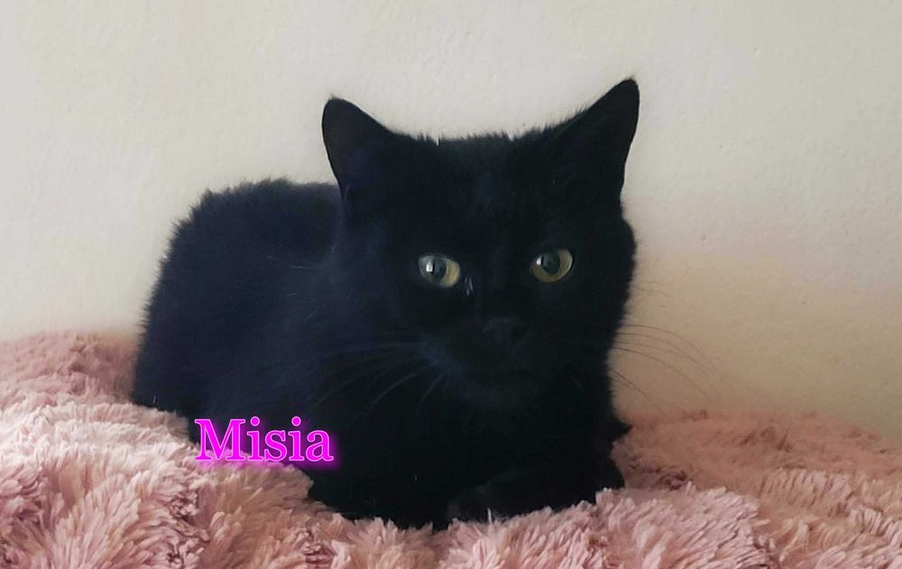 Pilna adopcja! Otworz serduszko swe własnie na mnie!