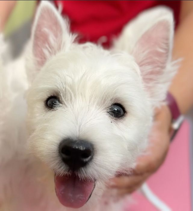 Westie szczenię ur. 9.06.26 – zdrowie, stabilny charakter, przemyślany miot