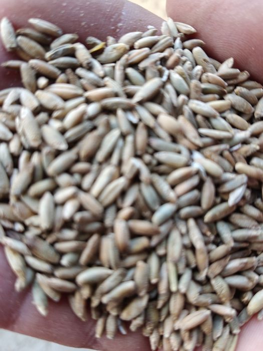 Żyto chybrydowe 2025r