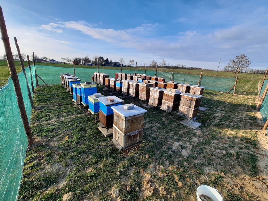 Pasieka Sprzedam Pszczoły