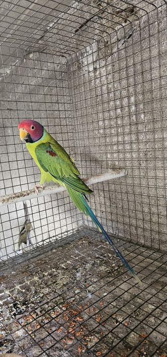 Cabeça de ameixa
