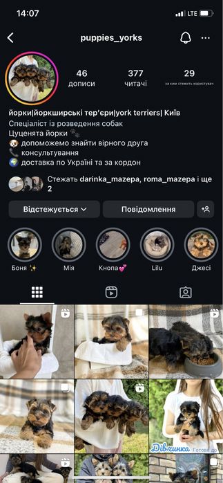 Маленткі йорки хлопці та дівчата