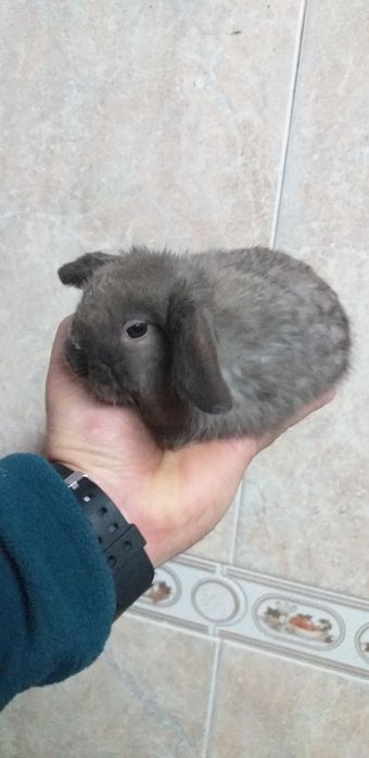 Kit Coelhos anões mini lop belier/orelhudos