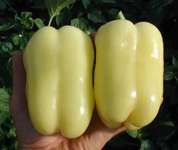 Насіння перцю Микита F1 1000шт (5г.) Никита F1 Nikita F1 Семена Переца