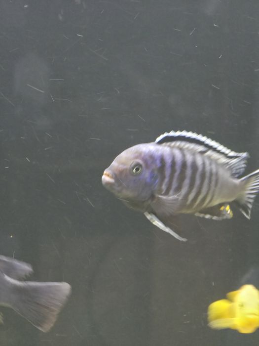 Ciclideos africanos para venda