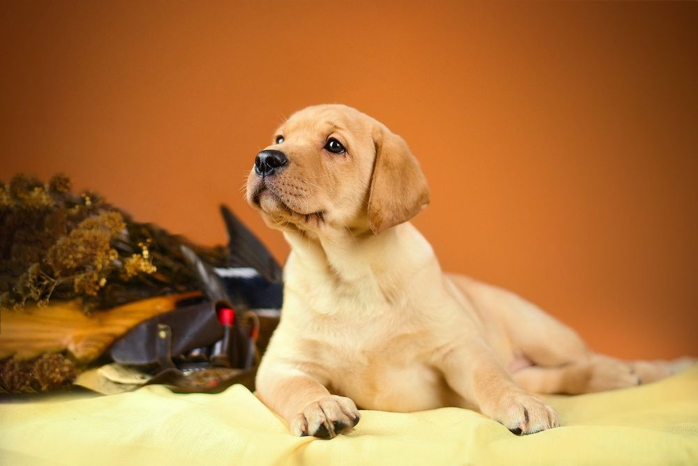 Сладкие малышки лабрадора ретривера!