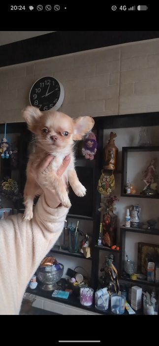 Хлопчик чихуахуа дш рудий