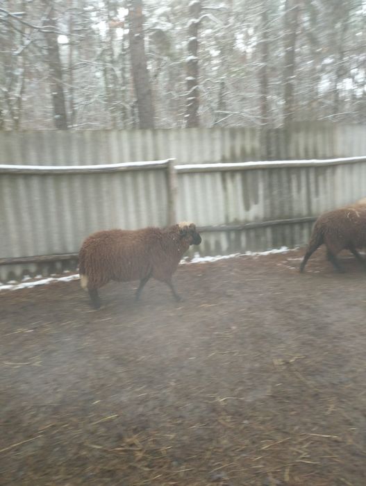 Вівця, баран, ягнята, баранина