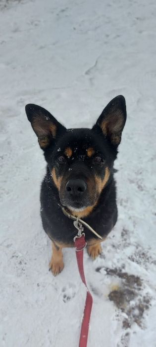 Tolek wciąż czeka na dom