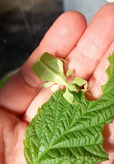 Liśćce cryptophyllium limogesi