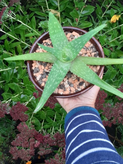 Алое суккулент лечебное алое вера