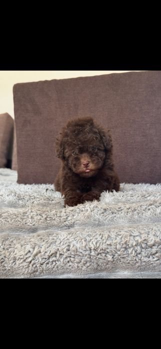 Той пудель девочка