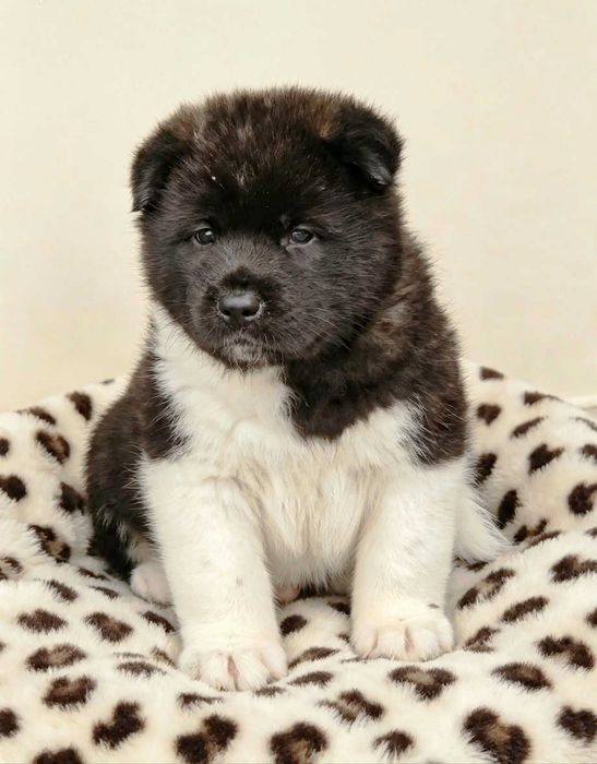 Piesek Akita Amerykańska