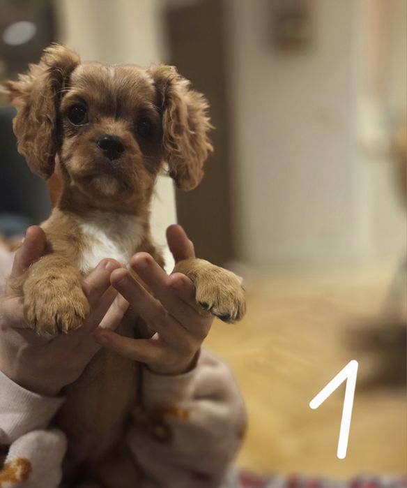 Cavalier King Charles spaniel