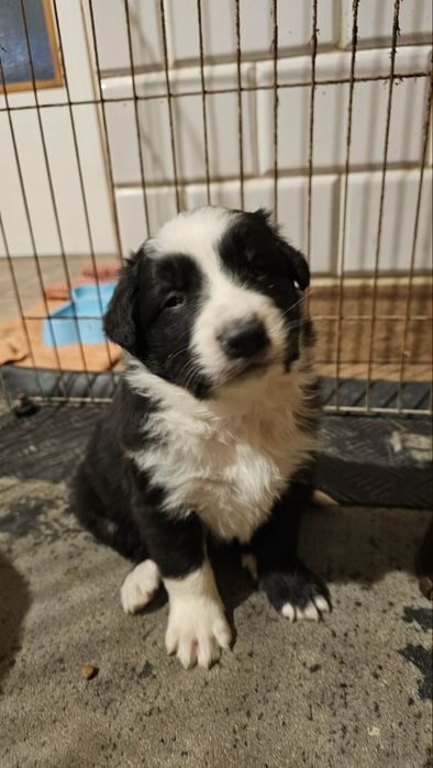 Piesek Border collie do rezerwacji