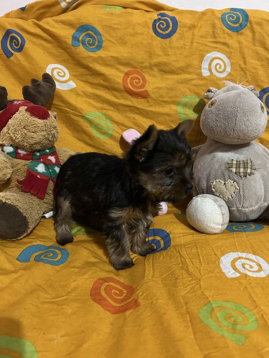 Цуценята йоркширського терʼєра дівчинка