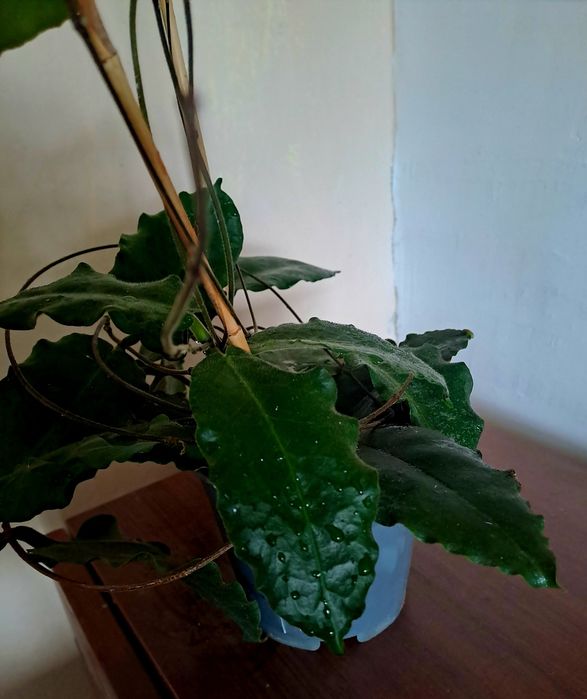 Hoya versteegii hoja