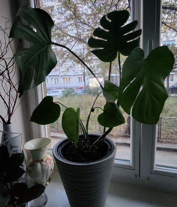 Roślina Monstera