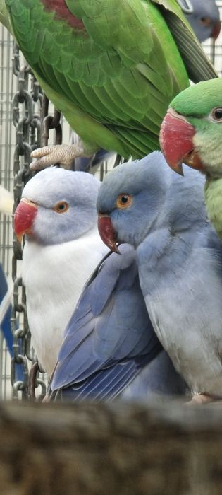 Ring necks de 2024 e 2025 várias mutações