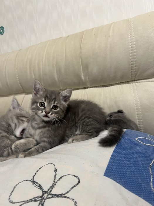 Шотландські кошенята