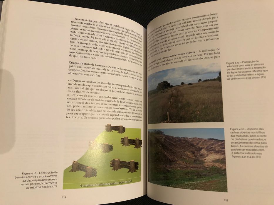 Árvores e Florestas: Pinhais e Eucaliptais / Proteger a Floresta