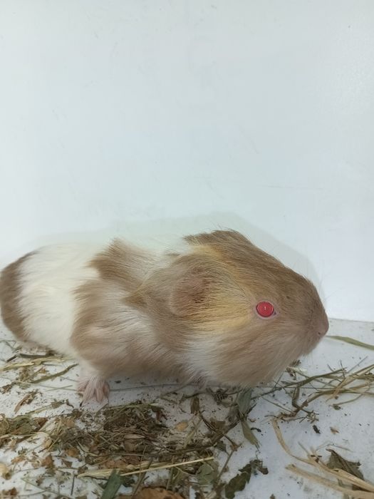 Морская свинка,свинка морская,морская чвиночка,морская свинка