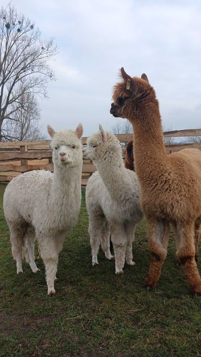 Сільськогосподарські копитні тварини