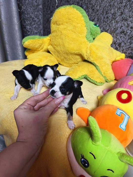 Кукольные мальчики чихуахуа