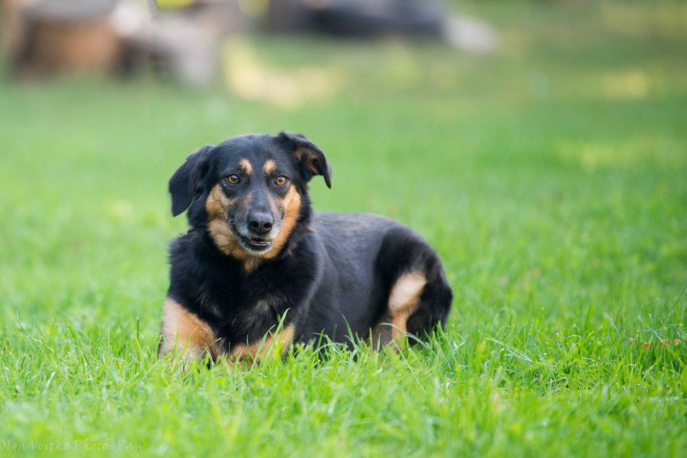 Отдам в хорошие руки послушную собаку Динару.