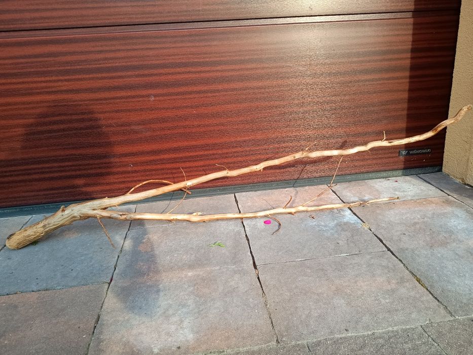 Bardzo długi naturalny korzeń do akwarium