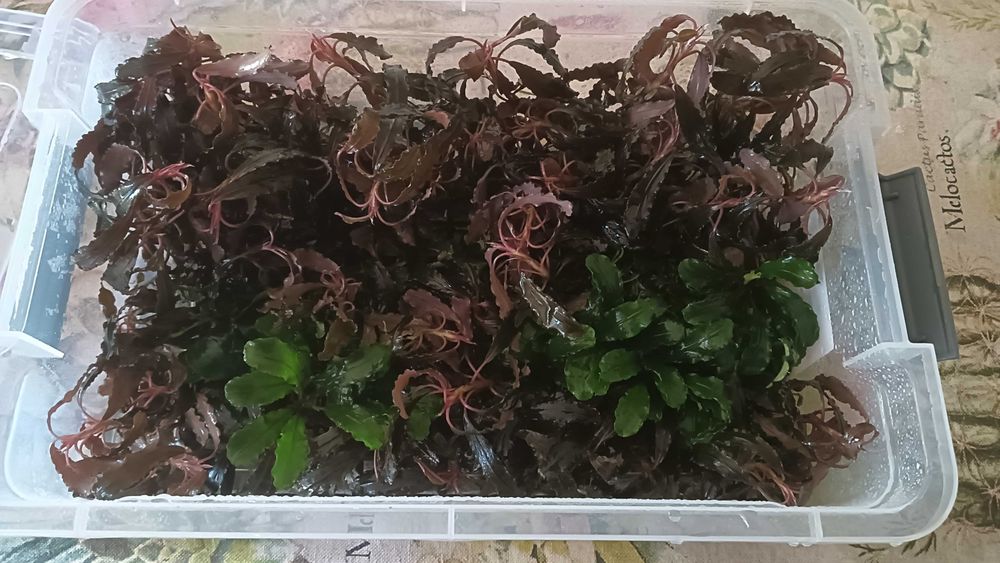Plantas e rochas para aquário