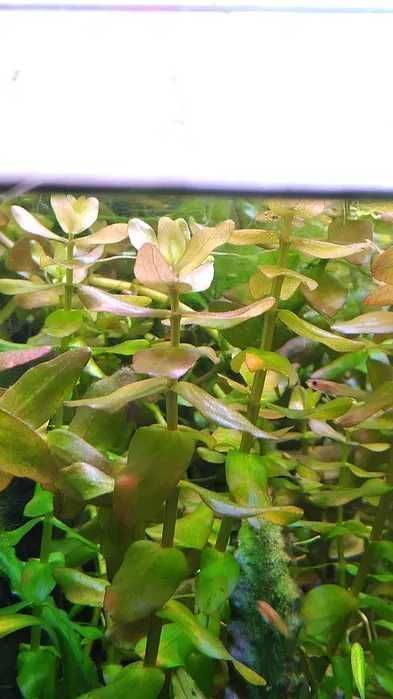 Bacopa Caroliniana