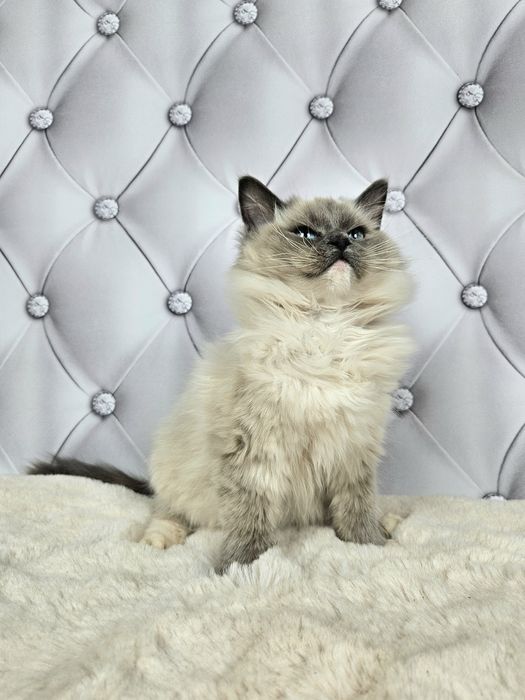 Ragdoll WCF kocurek Gero