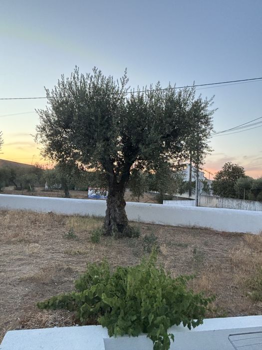 Oliveiras Centenárias P/Venda 150€ Cada