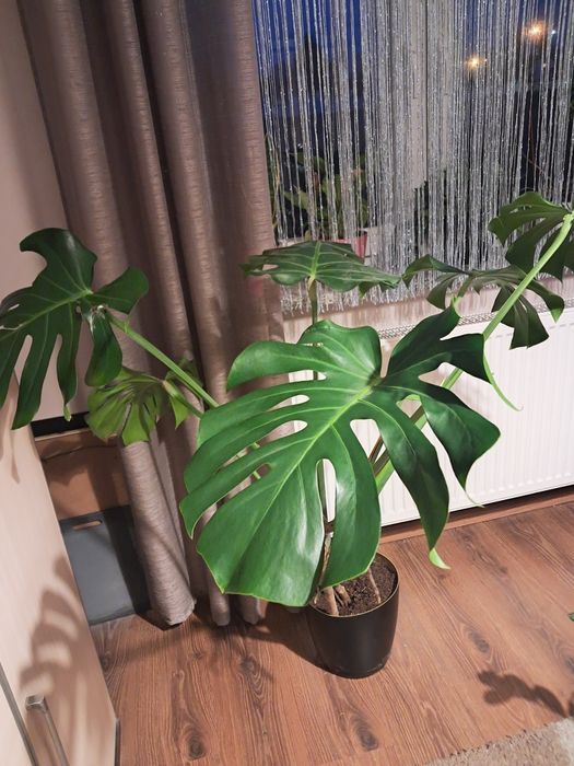 Duża monstera 6 liści