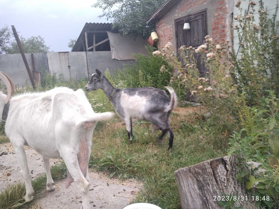 Продаємо козлів та кіз