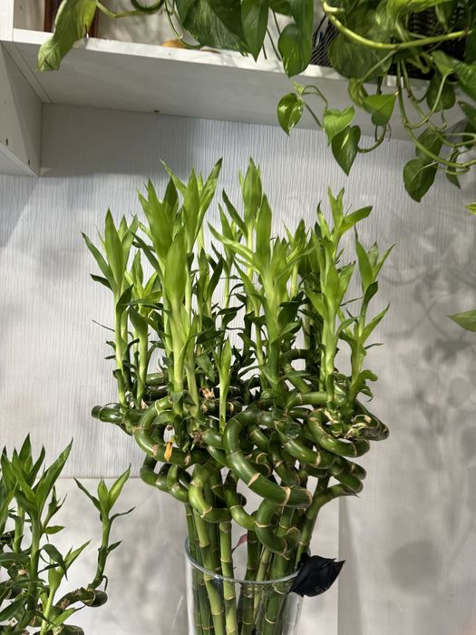 Продается драцена сандера бамбук