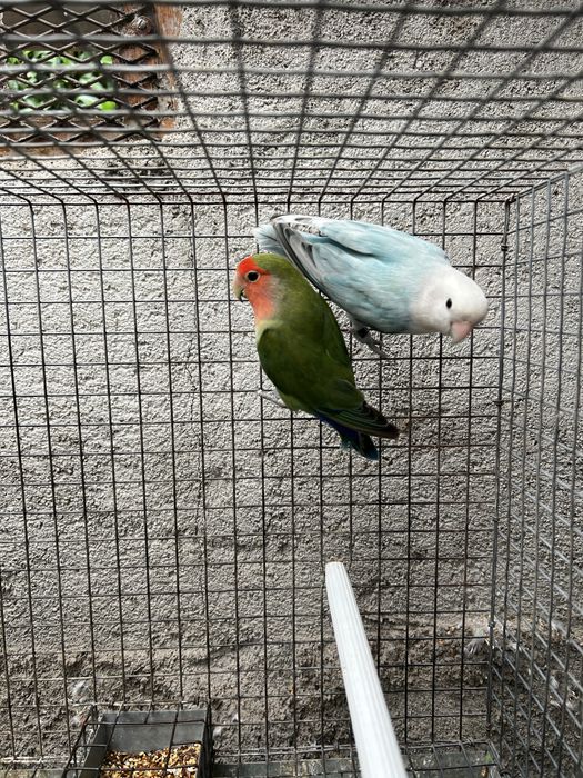 Casal Agapornis 2025