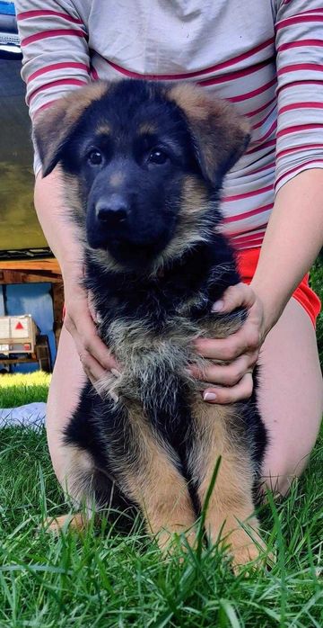 Owczarek Niemiecki Krótkowłosy Szczeniak FCI WYJĄTKOWY PRAWDZIWY RODOW