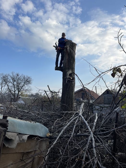 Обрезка деревьев Спил деревьев с Бесплатним вивозом