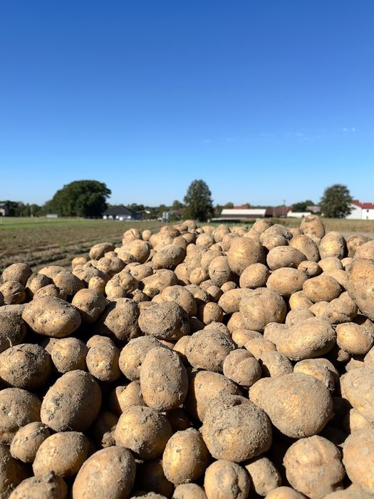 Ziemniaki Vineta od rolnika