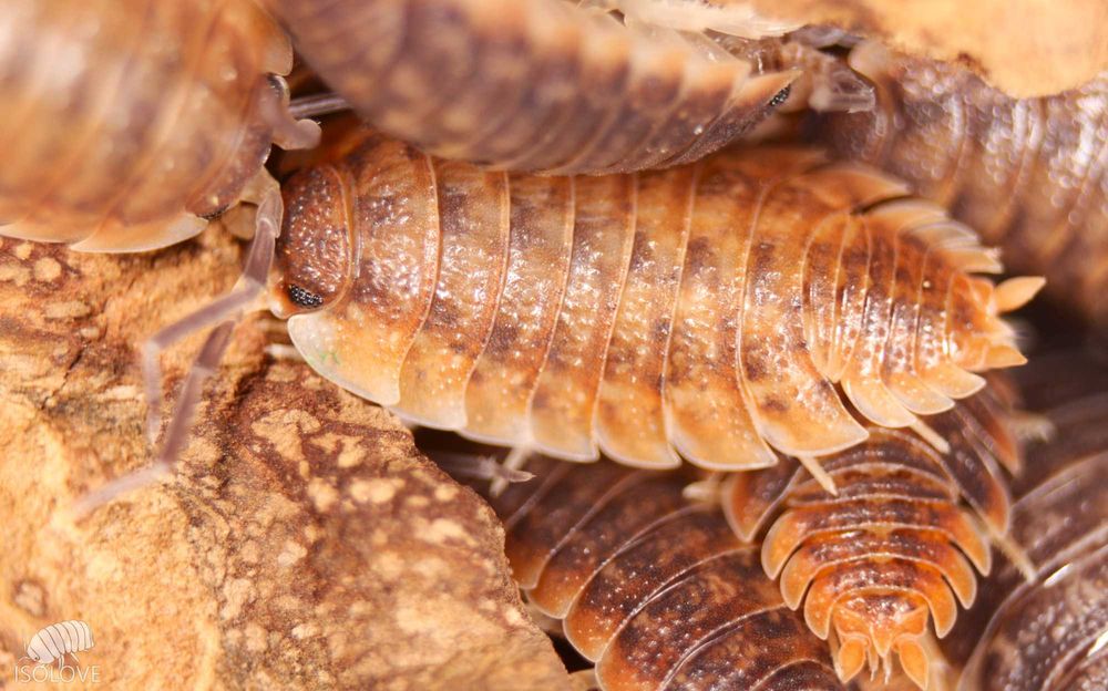 Porcellio obsoletus “chocolate”, równonogi, isopoda, nowość
