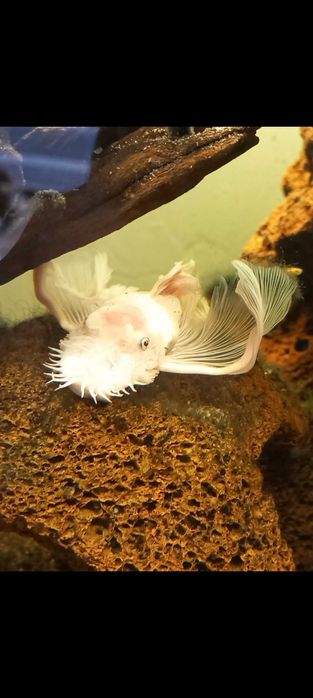Zbrojnik snow white long fin