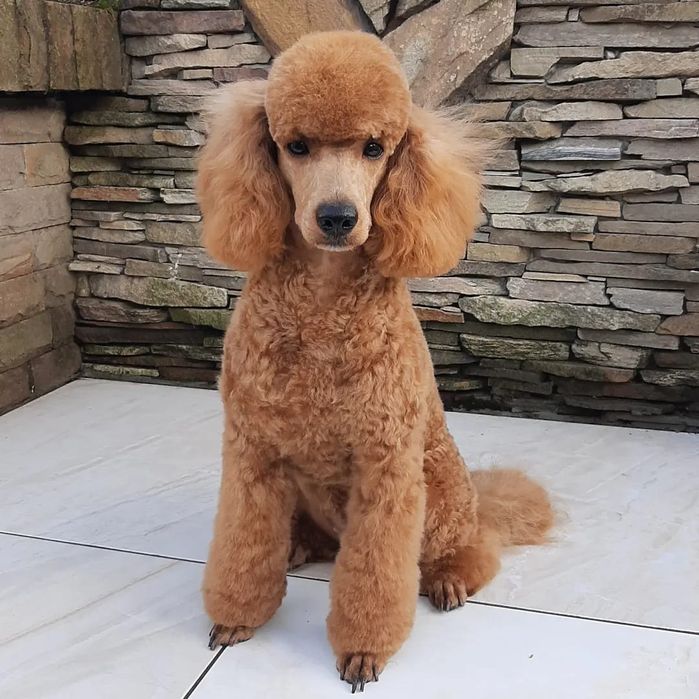 Стрижка собак/груминг